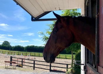 Riding Club & Pony Club Training