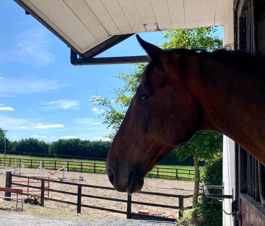 Riding Club & Pony Club Training