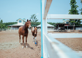 A Sunny Day of Progress and Performance at the AIRC Grassroots Series in Barnadown